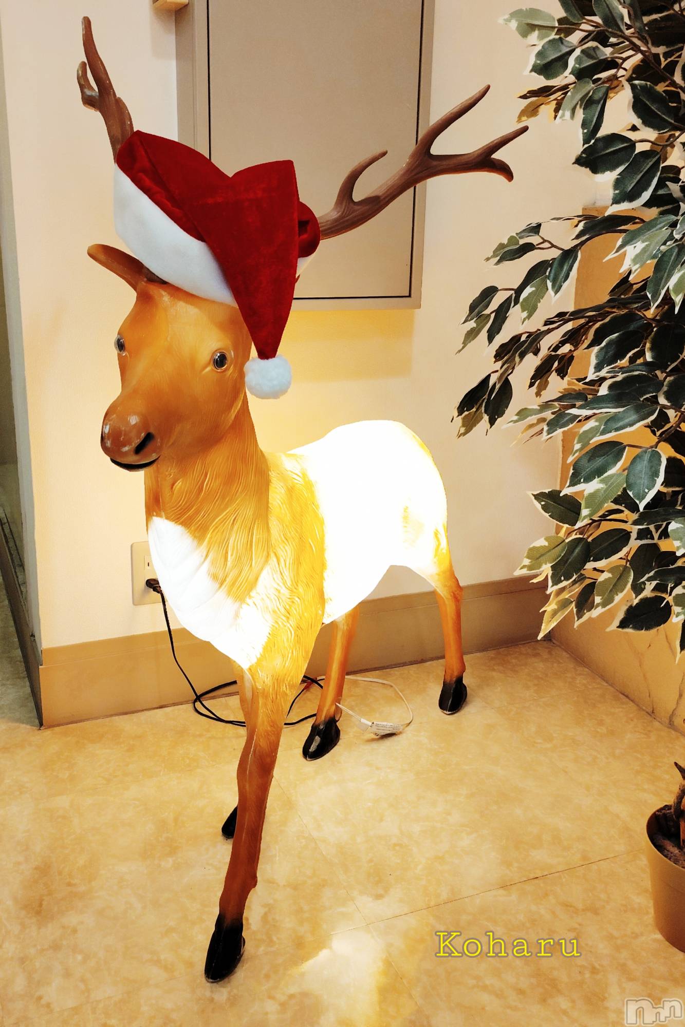 長岡デリヘル長岡風俗出張アロママッサージ(ナガオカフウゾクシュッチョウアロママッサージ)睾丸前立腺エステ☆こはる(32)の2025年12月4日写メブログ「おしりが光ってる！🤣」