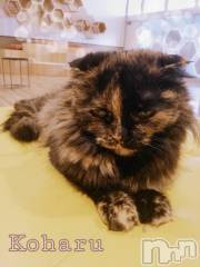 長岡デリヘル長岡風俗出張アロママッサージ(ナガオカフウゾクシュッチョウアロママッサージ) 睾丸前立腺エステ☆こはる(32)の11月25日写メブログ「お知らせ🍀次回出勤11/28について」