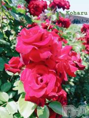 長岡デリヘル長岡風俗出張アロママッサージ(ナガオカフウゾクシュッチョウアロママッサージ) 睾丸前立腺エステ☆こはる(33)の6月14日写メブログ「キレイなバラにはトゲがある😏🌹」