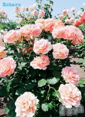 長岡デリヘル長岡風俗出張アロママッサージ(ナガオカフウゾクシュッチョウアロママッサージ) 睾丸前立腺エステ☆こはる(32)の9月26日写メブログ「この仕事で悲しかったこと🥀」