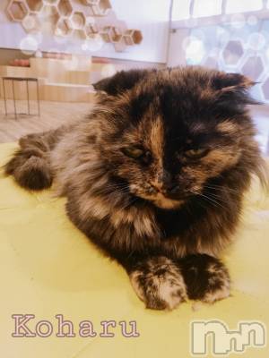 長岡デリヘル 長岡風俗出張アロママッサージ(ナガオカフウゾクシュッチョウアロママッサージ) 睾丸前立腺エステ☆こはる(32)の11月25日写メブログ「お知らせ🍀次回出勤11/28について」