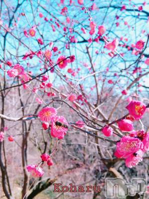 長岡デリヘル 長岡風俗出張アロママッサージ(ナガオカフウゾクシュッチョウアロママッサージ) 睾丸前立腺エステ☆こはる(33)の2月20日写メブログ「小さい蜂(?)が写ってます🐝」