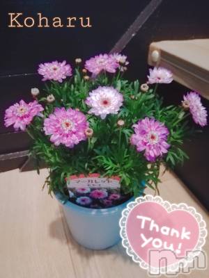 長岡デリヘル 長岡風俗出張アロママッサージ(ナガオカフウゾクシュッチョウアロママッサージ) 睾丸前立腺エステ☆こはる(32)の2月27日写メブログ「タイミングを味方につけて😌💕」