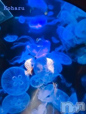 長岡デリヘル 長岡風俗出張アロママッサージ(ナガオカフウゾクシュッチョウアロママッサージ) 睾丸前立腺エステ☆こはる(32)の6月4日写メブログ「幻想的な世界に写り込んで…✨」