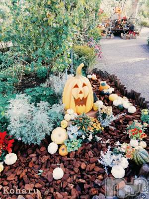 長岡デリヘル 長岡風俗出張アロママッサージ(ナガオカフウゾクシュッチョウアロママッサージ) 睾丸前立腺エステ☆こはる(33)の9月29日写メブログ「懐かしいってステキ🥰」