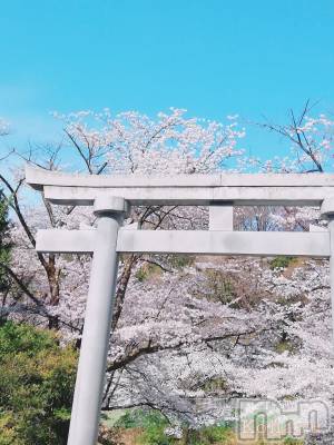 長岡デリヘル 長岡風俗出張アロママッサージ(ナガオカフウゾクシュッチョウアロママッサージ) 睾丸前立腺エステ☆こはる(33)の4月17日写メブログ「春を貴方と🌸」