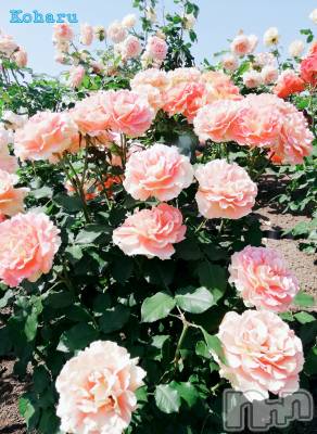 長岡デリヘル 長岡風俗出張アロママッサージ(ナガオカフウゾクシュッチョウアロママッサージ) 睾丸前立腺エステ☆こはる(33)の9月26日写メブログ「この仕事で悲しかったこと🥀」