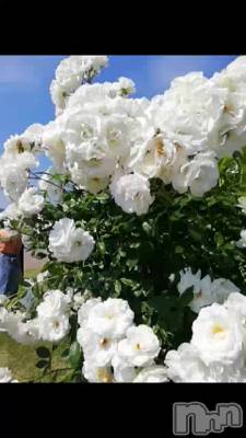 風に漂うバラの香り🌹✨