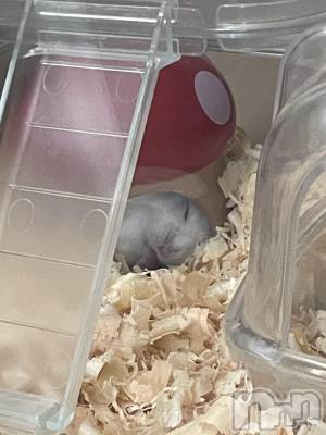 Įʥå륺СL'asile(饸) ꤢ84̥֥84 2102ʬΥ֥