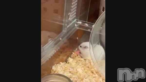 &#x202A;&#x1F439;&#x1F493;