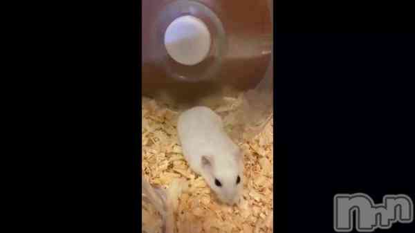 &#x202A;&#x1F439;&#x1F497;
