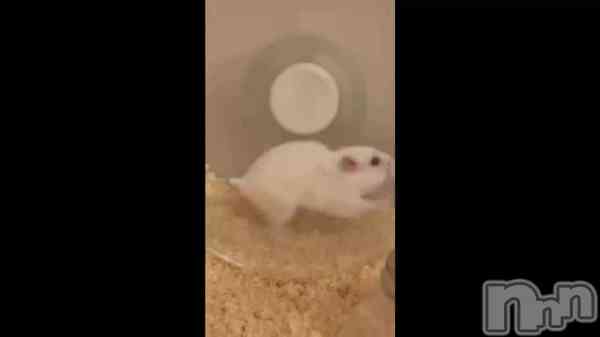 &#x1F439;&#x200E;&#x1F90D;