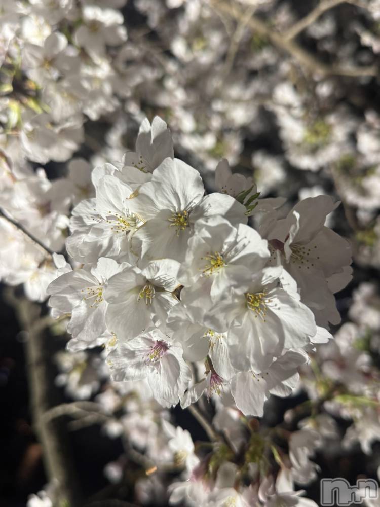 ������襳��ѥ˥��󥯥�֥���ѥ˥��󥯥�� �� IKI ��������(����ѥ˥��󥯥�֥���) �ޥޤ�4��3���̥�֥����֤��ָ�🌸��