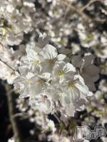 ������襳��ѥ˥��󥯥�� ����ѥ˥��󥯥�� �� IKI ��������(����ѥ˥��󥯥�֥���) �ޥޤμ̥�֥����֤��ָ�🌸��