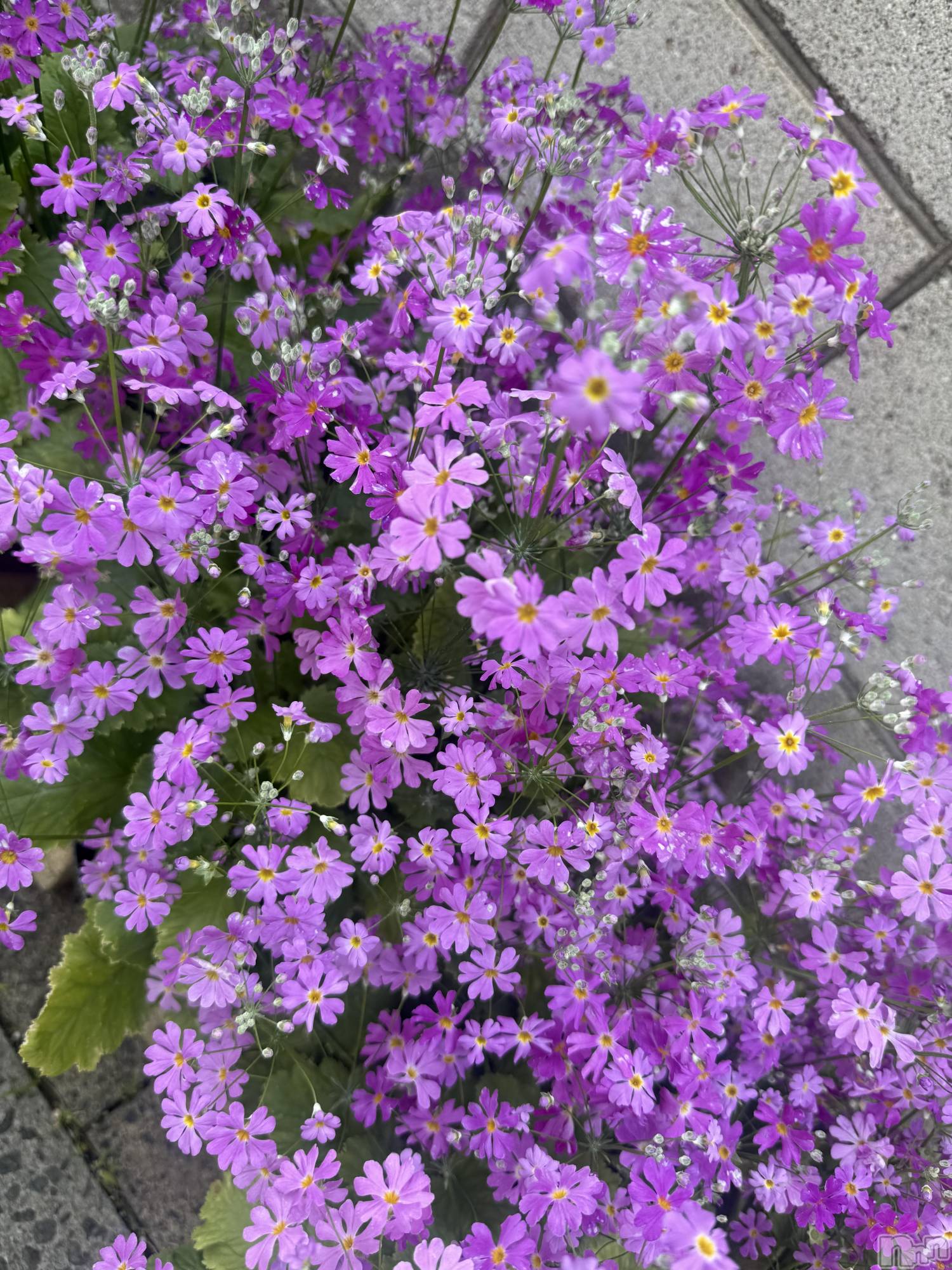 襳ѥ˥󥯥֥ѥ˥󥯥  IKI (ѥ˥󥯥֥) 2025ǯ414̥֥💐🤍