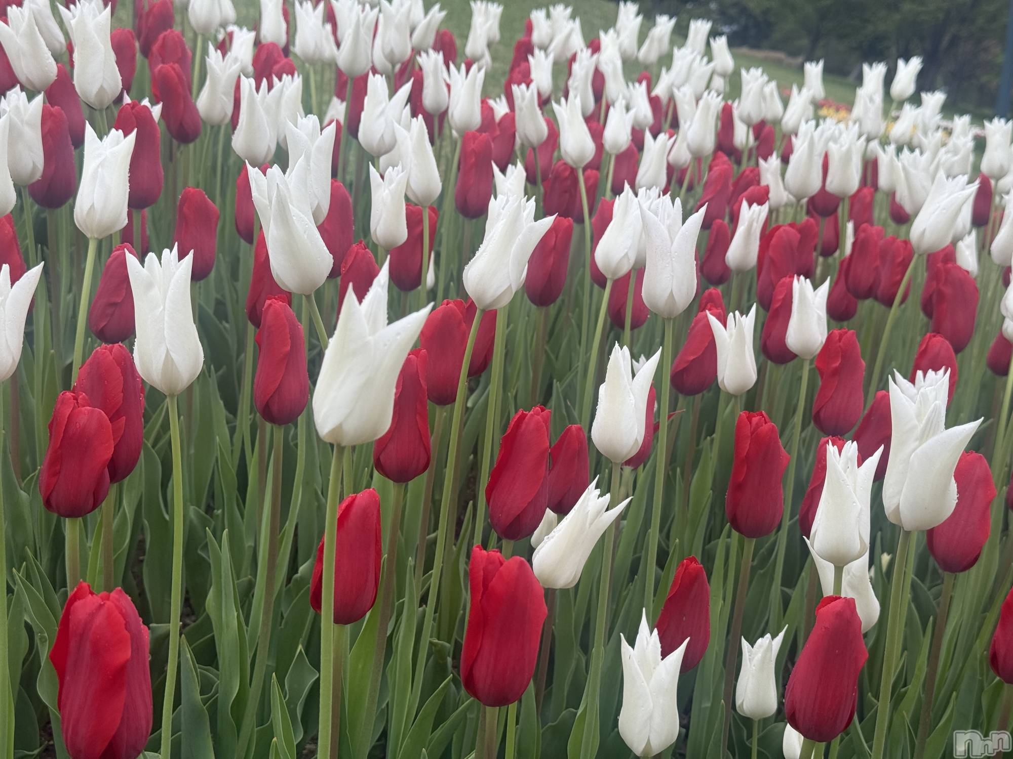 襳ѥ˥󥯥֥ѥ˥󥯥  IKI (ѥ˥󥯥֥) 2025ǯ66̥֥⸜🌷︎⸝