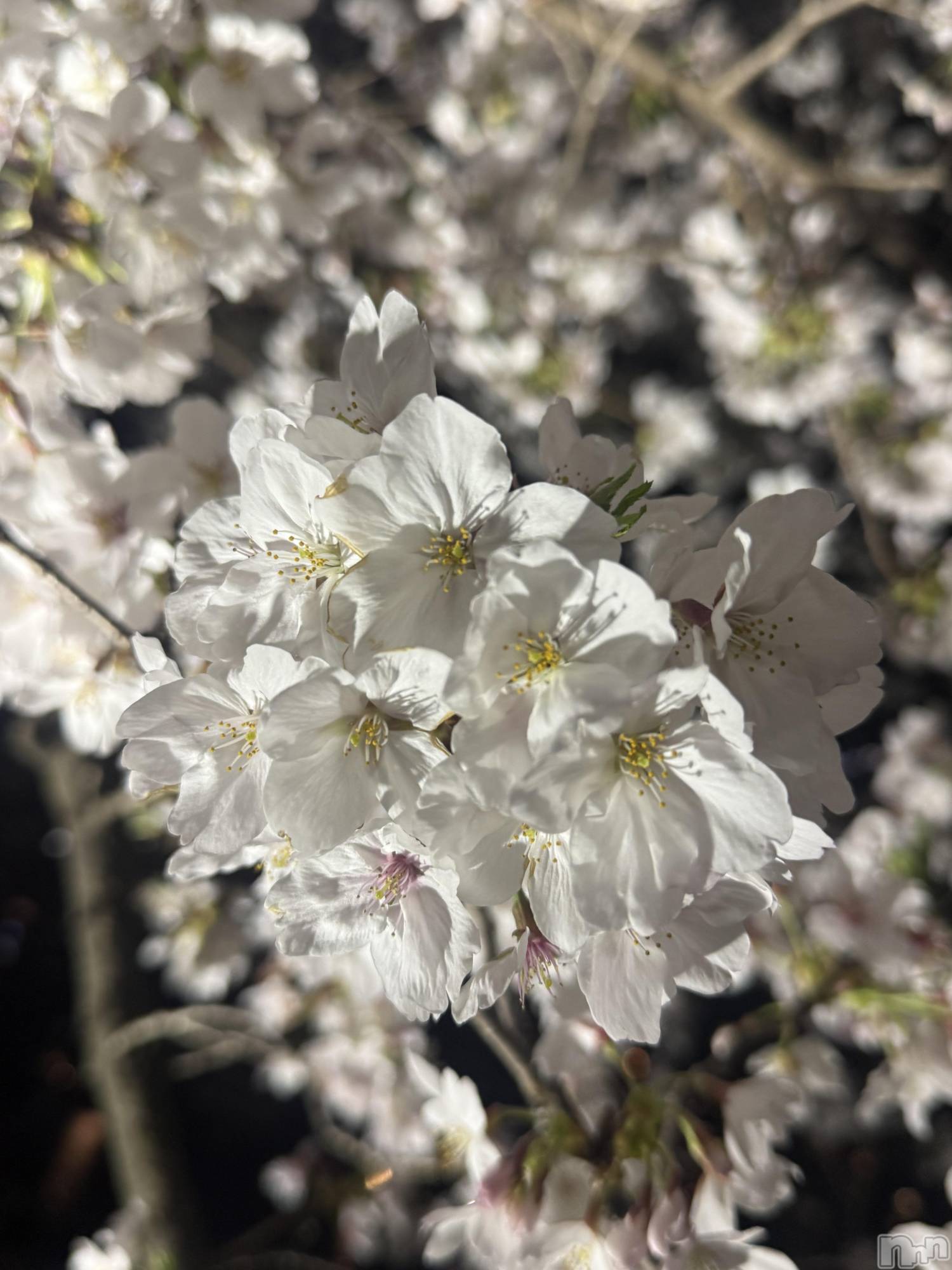 ������襳��ѥ˥��󥯥�֥���ѥ˥��󥯥�� �� IKI ��������(����ѥ˥��󥯥�֥���) ��2026ǯ4��3���̥�֥����֤��ָ�🌸��