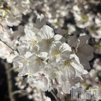 ����ѥ˥��󥯥�� �� IKI ��������