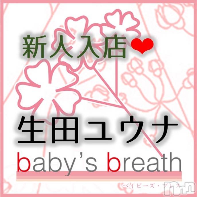 󥺥baby's breath(٥ӡ ֥쥹) ĥ楦ʤ36̥֥֤ꤤޤ