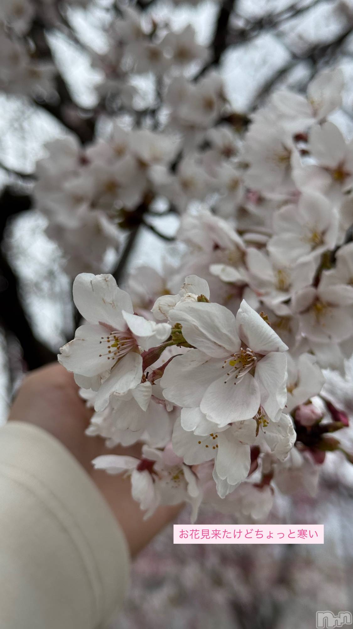 �����������Х��顦�����LYNX(��󥯥�) ��2026ǯ4��4���̥�֥����֤�����Ҥ�Ҥ����