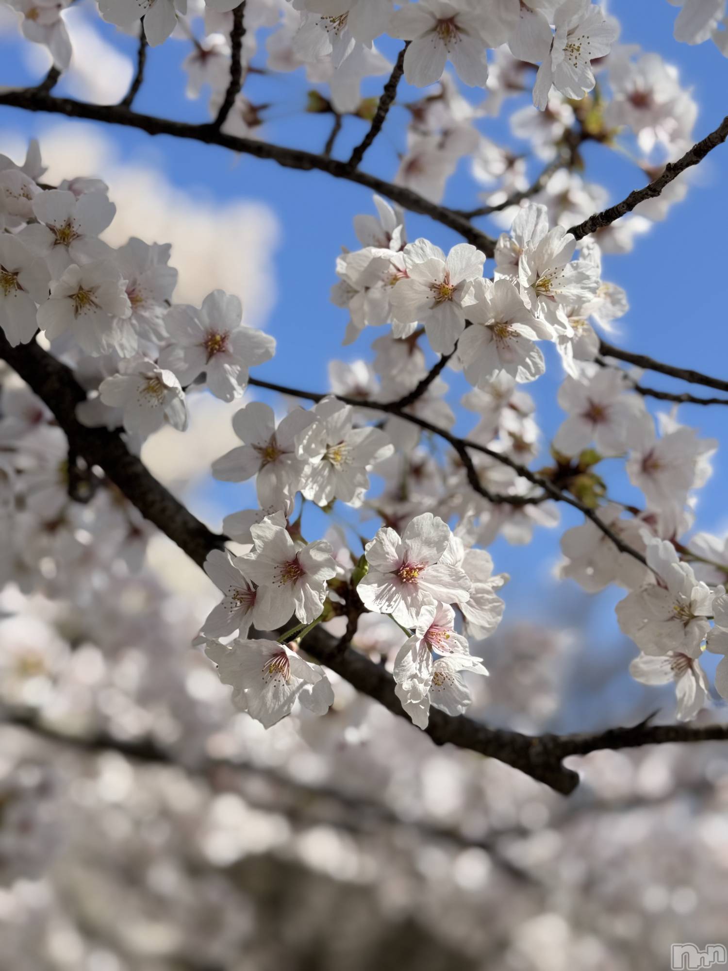 �����������Х��顦�����LYNX(��󥯥�) ��2026ǯ4��7���̥�֥����ּ�̿��