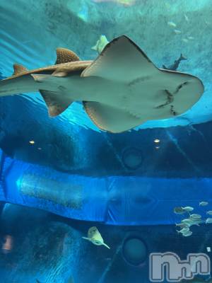 Х顦LYNX(󥯥) ϡ1016ֲ̥֥İȻפä顢