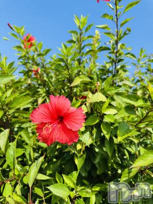 Х顦LYNX(󥯥) ϡ1017̥֥🌺𓈒𓏸