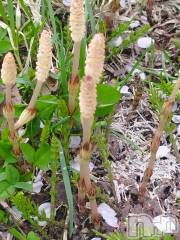 新潟デリヘル人妻不倫処　桃屋　新潟店(ヒトヅマフリンドコロモモヤ) もな・完未黒髪清楚(30)の4月19日写メブログ「おはようございます☀️」