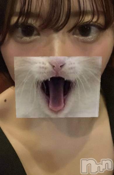 ʥå륺СCABAR LEPUS(Сץ) 313̥֥֤ϤƤΤ֤🐱
