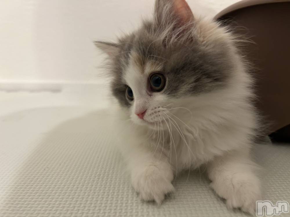 Ĺ�����������襳��ѥ˥��󥯥�ֻ��򥳥�ѥ˥��󥯥�� Amour(���ࡼ��) ���꤫����̾³�Т���12��26���̥�֥����֤ˤ��