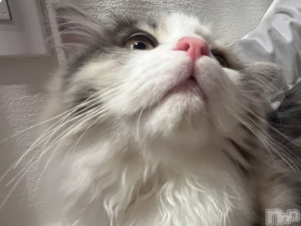 Ĺ�����������襳��ѥ˥��󥯥�ֻ��򥳥�ѥ˥��󥯥�� Amour(���ࡼ��) ���꤫����̾³�Т���3��1���̥�֥����֤ˤ�󤳤���🐾��