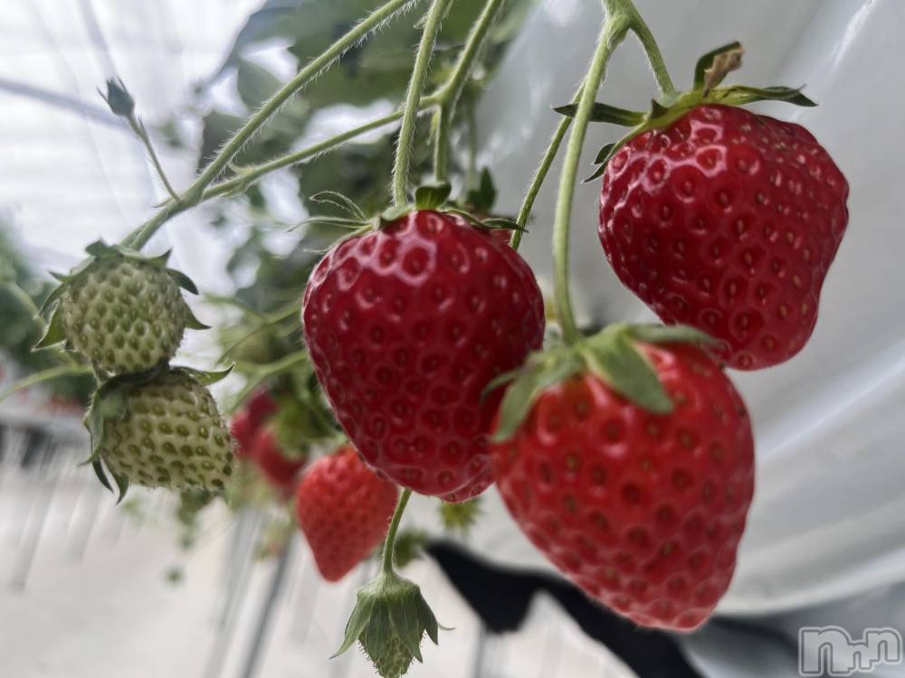 Ĺ�����������襳��ѥ˥��󥯥�ֻ��򥳥�ѥ˥��󥯥�� Amour(���ࡼ��) ���꤫����̾³�Т���3��6���̥�֥�����🍓��