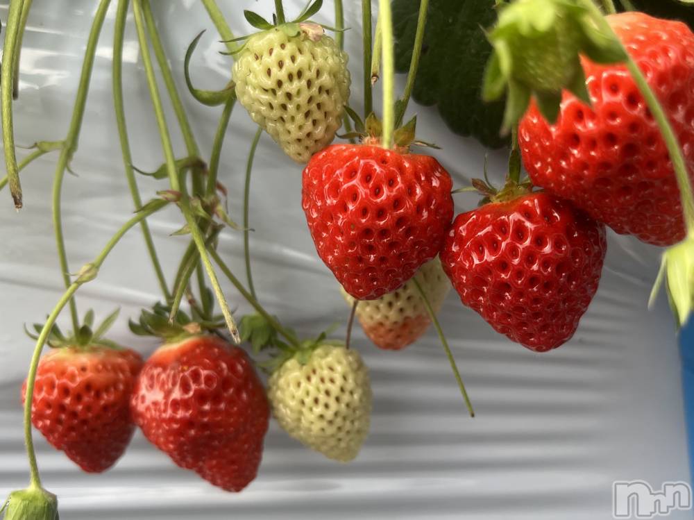 Ĺ�����������襳��ѥ˥��󥯥�ֻ��򥳥�ѥ˥��󥯥�� Amour(���ࡼ��) ���꤫����̾³�Т���3��23���̥�֥����֤ޤ�🍓��