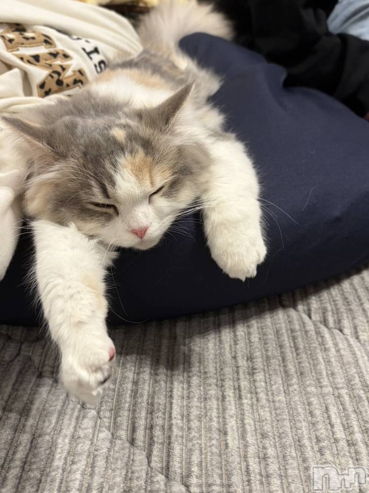 Ĺ�����������襳��ѥ˥��󥯥�ֻ��򥳥�ѥ˥��󥯥�� Amour(���ࡼ��) ���꤫����̾³�Т���3��26���̥�֥����֤ޤäơ�