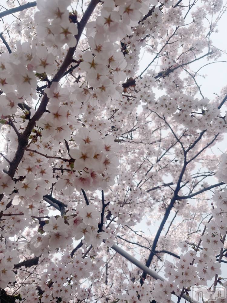 Ĺ�����������襳��ѥ˥��󥯥�ֻ��򥳥�ѥ˥��󥯥�� Amour(���ࡼ��) ���꤫����̾³�Т���4��9���̥�֥����֡�������