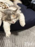 Ĺ�����������襳��ѥ˥��󥯥�ֻ��򥳥�ѥ˥��󥯥�� Amour(���ࡼ��) ���꤫����̾³�Т�(27)��3��26���̥�֥����֤ޤäơ�