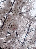 Ĺ�����������襳��ѥ˥��󥯥�ֻ��򥳥�ѥ˥��󥯥�� Amour(���ࡼ��) ���꤫����̾³�Т�(27)��4��9���̥�֥����֡�������