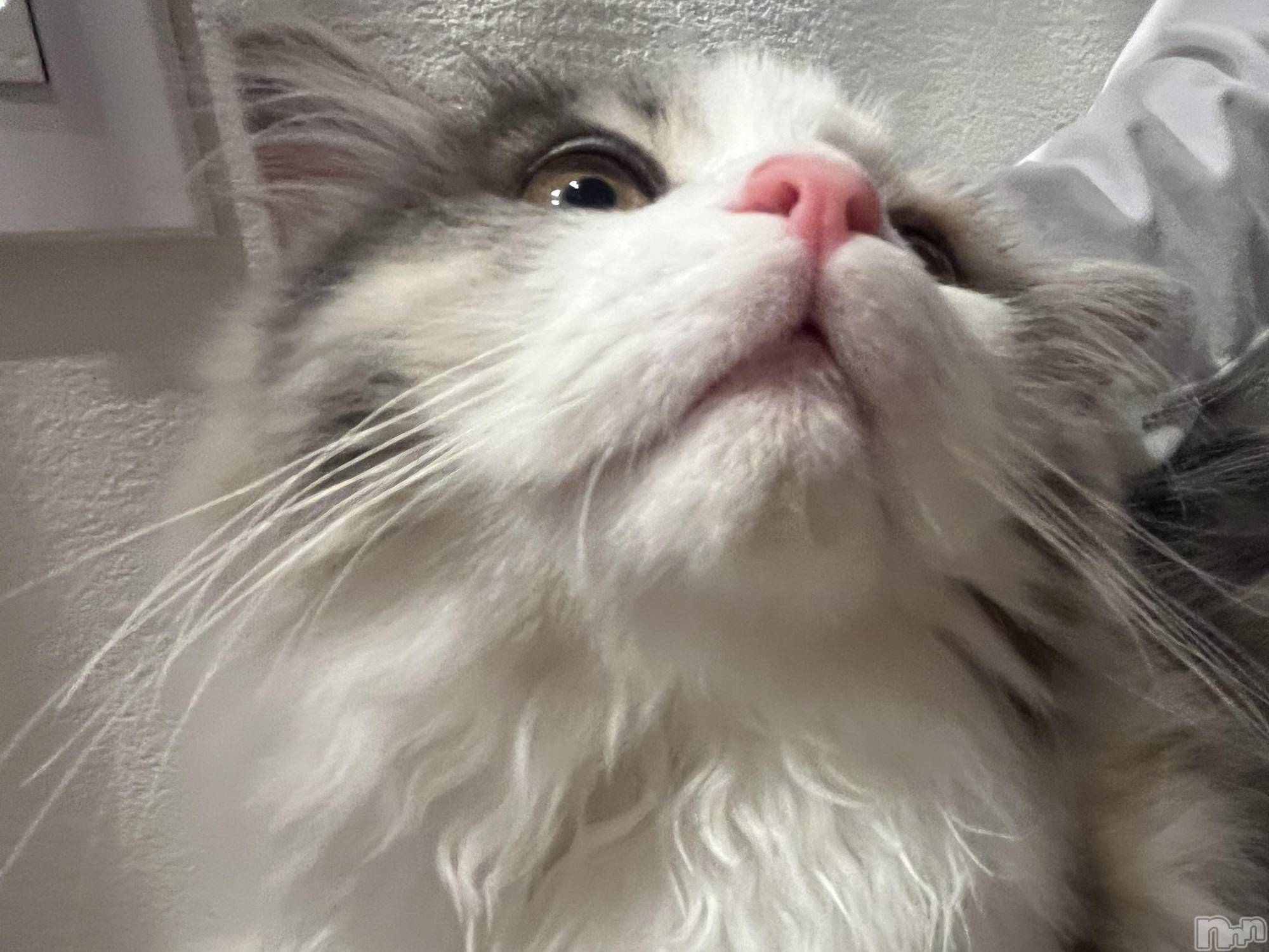 Ĺ�����������襳��ѥ˥��󥯥�ֻ��򥳥�ѥ˥��󥯥�� Amour(���ࡼ��) ��2026ǯ3��1���̥�֥����֤ˤ�󤳤���🐾��