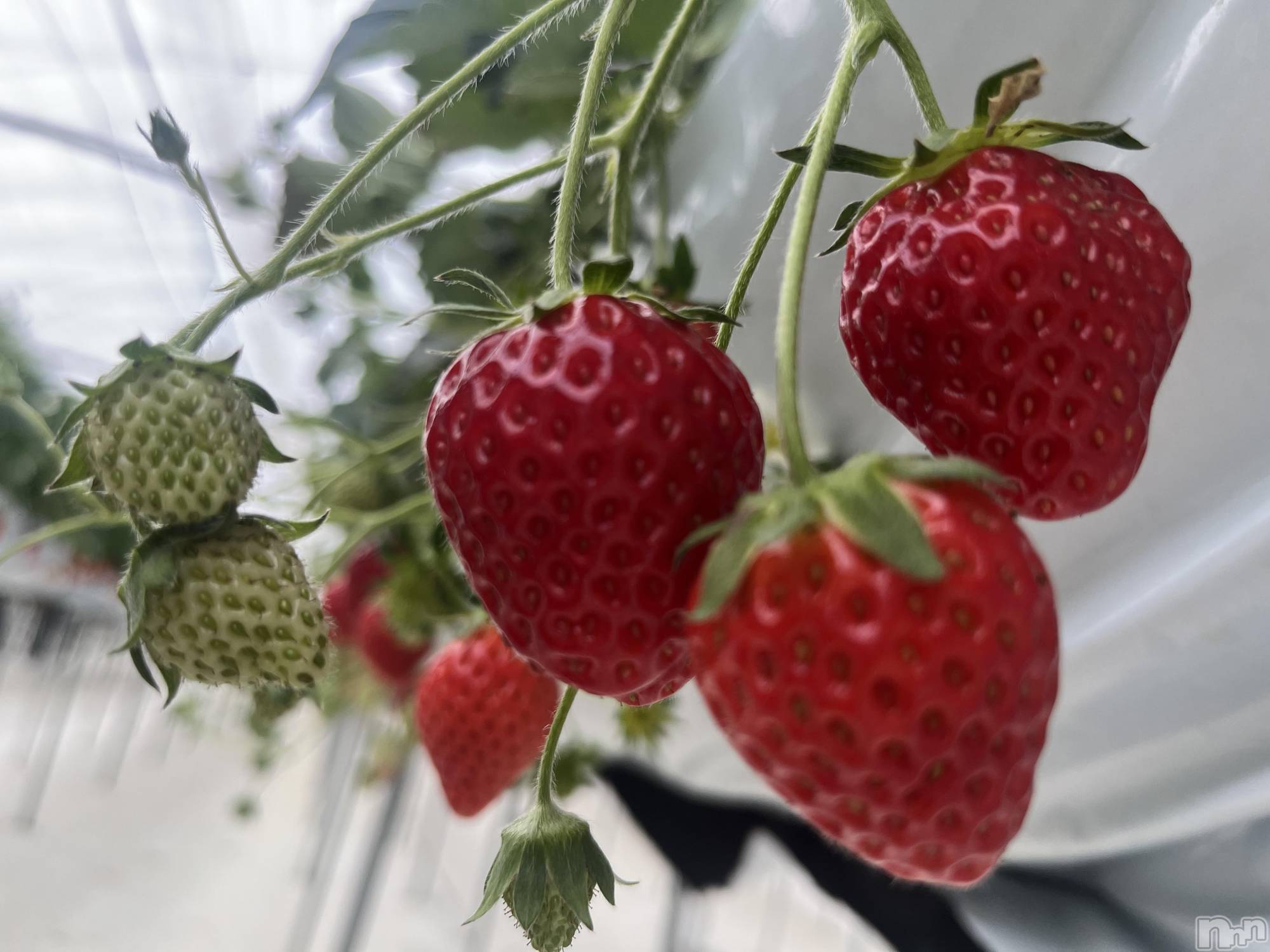 Ĺ�����������襳��ѥ˥��󥯥�ֻ��򥳥�ѥ˥��󥯥�� Amour(���ࡼ��) ��2026ǯ3��6���̥�֥�����🍓��