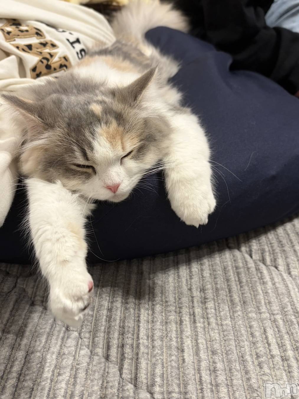 Ĺ�����������襳��ѥ˥��󥯥�ֻ��򥳥�ѥ˥��󥯥�� Amour(���ࡼ��) ��2026ǯ3��26���̥�֥����֤ޤäơ�