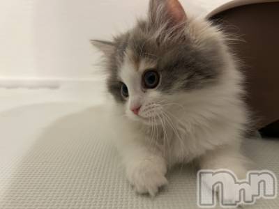 Ĺ�����������襳��ѥ˥��󥯥�ֻ��򥳥�ѥ˥��󥯥�� Amour(���ࡼ��) ���꤫����̾³�Т�(27)��12��26���̥�֥����֤ˤ��