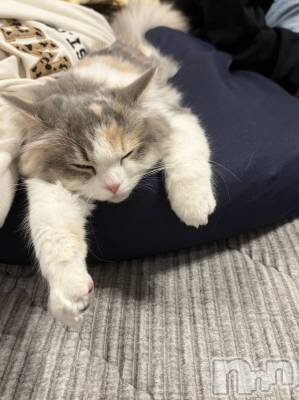 Ĺ�����������襳��ѥ˥��󥯥�ֻ��򥳥�ѥ˥��󥯥�� Amour(���ࡼ��) ���꤫����̾³�Т�(27)��3��26���̥�֥����֤ޤäơ�