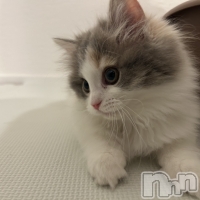 ���򥳥�ѥ˥��󥯥�� Amour