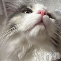 ���򥳥�ѥ˥��󥯥�� Amour