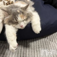 ���򥳥�ѥ˥��󥯥�� Amour