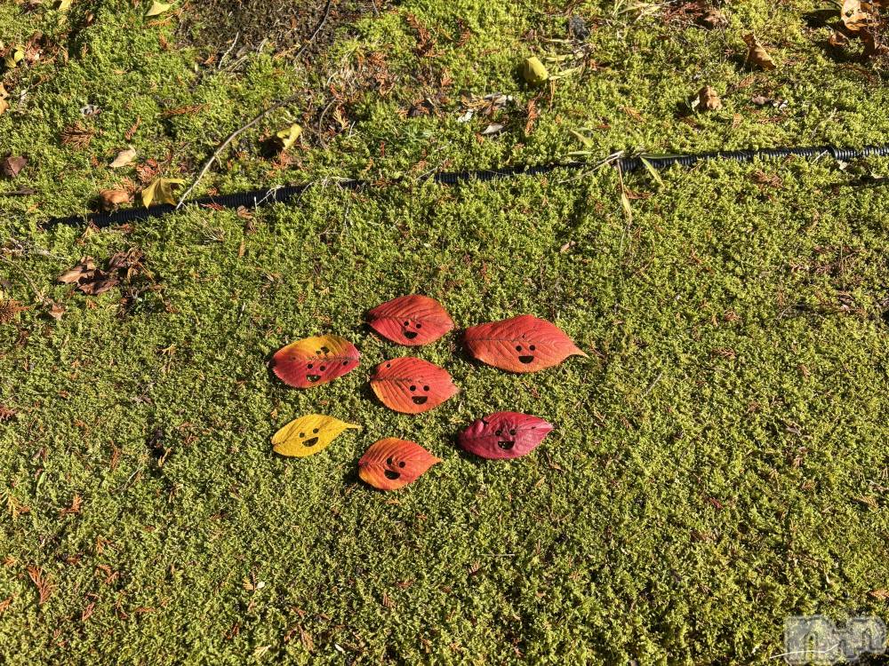 ʥå륺СSnack amie(ʥå ) ʥĤ1113ֹ̥֥🍁𓂃 𓈒𓏸◌🍁