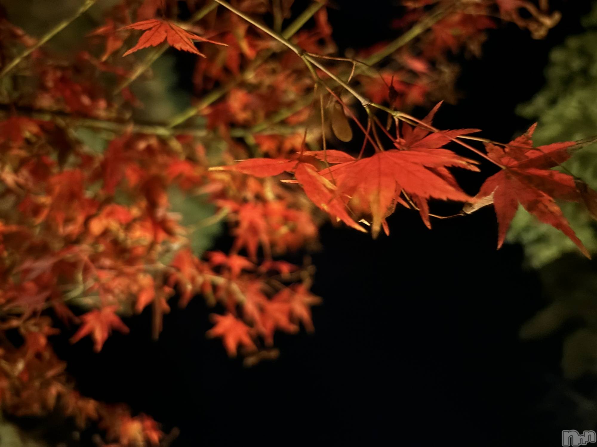 ʥå륺СSnack amie(ʥå ) 2024ǯ1112̥֥֡🍁󥿥륱🍁