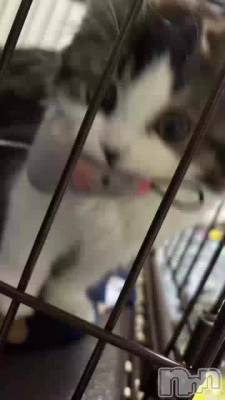 ƥ餴ͤǤ🐱🐾໊