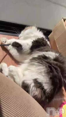 ŷˤ🐾໊