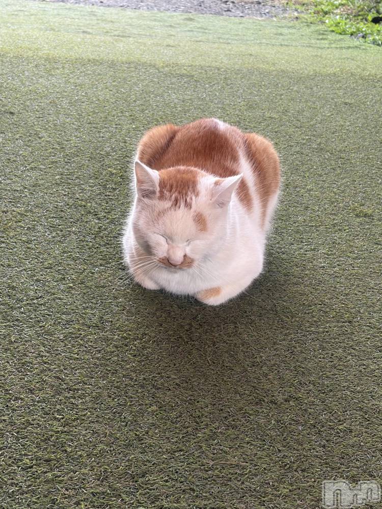 Įʥå륺СSnack  Minerva(ʥåߥͥ) (ޥ) ε Ĥ124̥֥ŷ